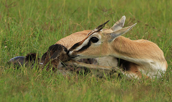 Thomson's gazelle - Ngorongoro