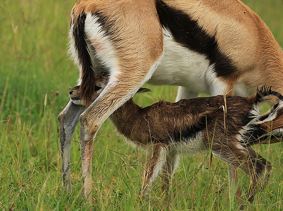 Thomson's gazelle - Ngorongoro