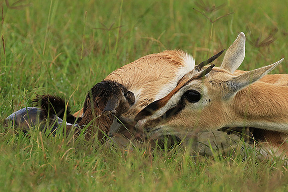 Thomson's gazelle - Ngorongoro