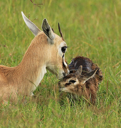 Thomson's gazelle - Ngorongoro