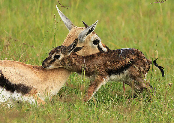 Thomson's gazelle - Ngorongoro