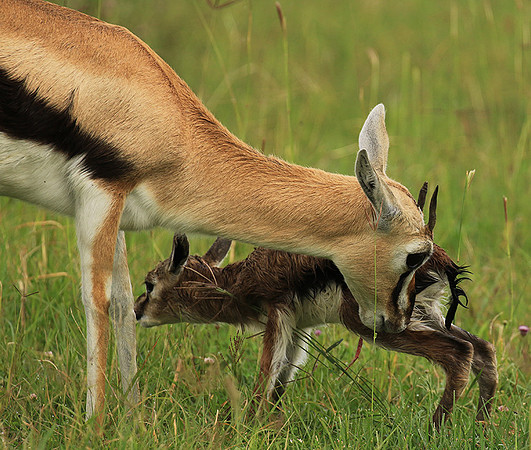 Thomson's gazelle - Ngorongoro