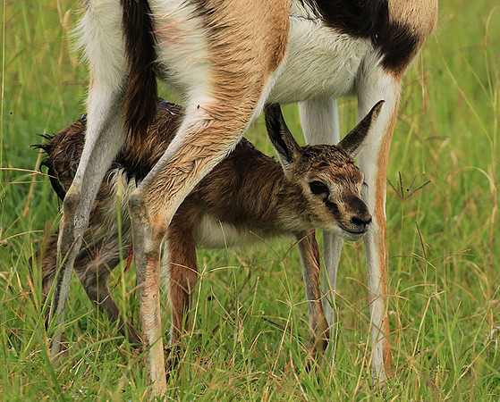 Thomson's gazelle - Ngorongoro