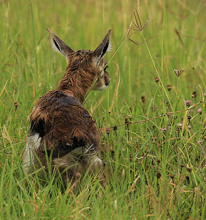 Thomson's gazelle - Ngorongoro