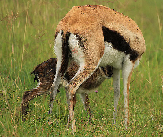 Thomson's gazelle - Ngorongoro