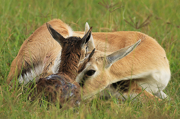 Thomson's gazelle - Ngorongoro
