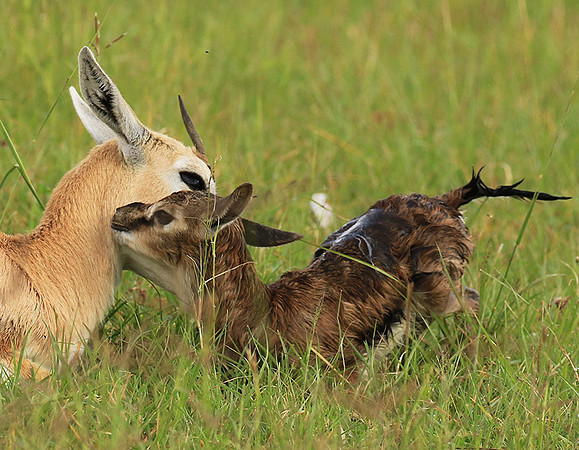 Thomson's gazelle - Ngorongoro