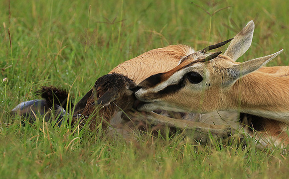 Thomson's gazelle - Ngorongoro