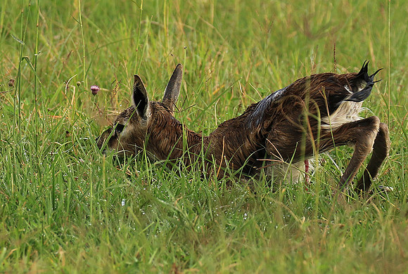 Thomson's gazelle - Ngorongoro