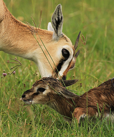 Thomson's gazelle - Ngorongoro