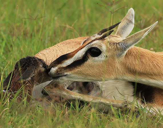 Thomson's gazelle - Ngorongoro