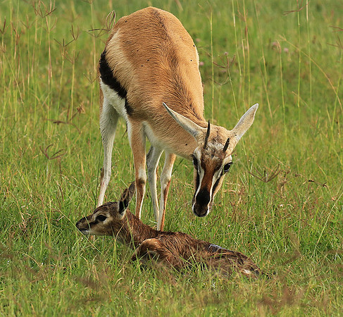 Thomson's gazelle - Ngorongoro