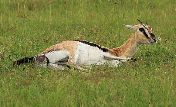 Thomson's gazelle - Ngorongoro