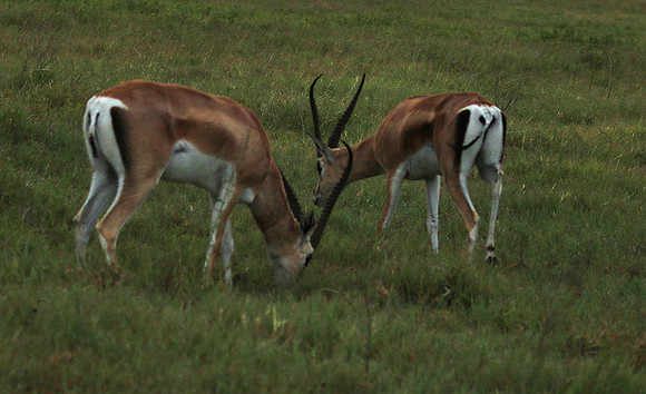 Grant's gazelle - Ngorongoro