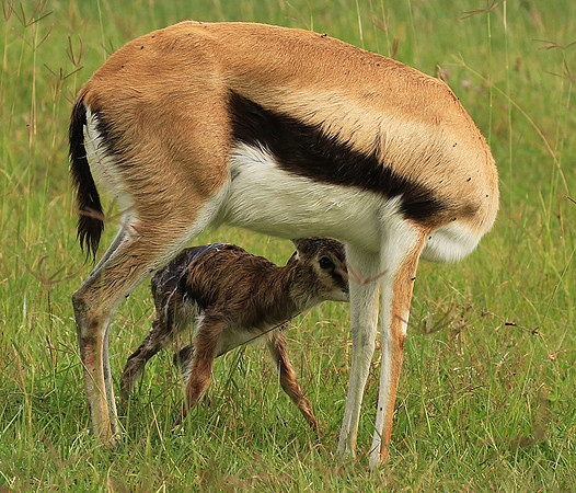 Thomson's gazelle - Ngorongoro