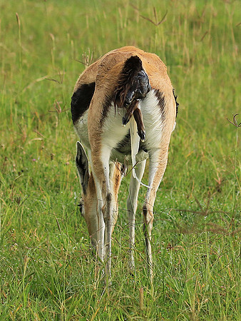 Thomson's gazelle - Ngorongoro