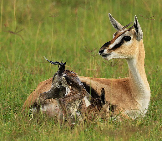 Thomson's gazelle - Ngorongoro
