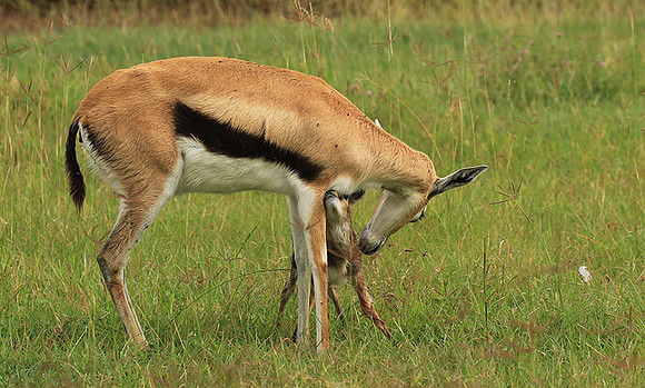 Thomson's gazelle - Ngorongoro