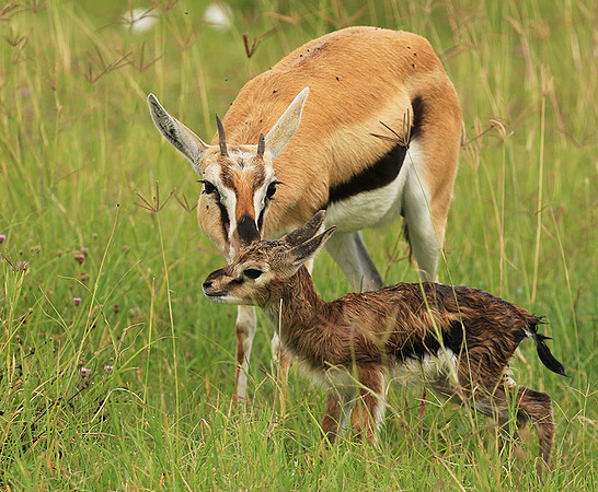 Thomson's gazelle - Ngorongoro