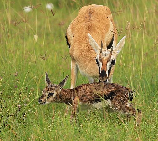 Thomson's gazelle - Ngorongoro