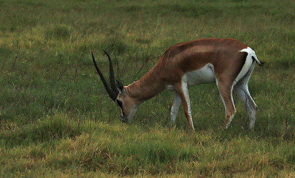 Grant's gazelle - Ngorongoro