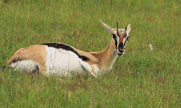 Thomson's gazelle - Ngorongoro