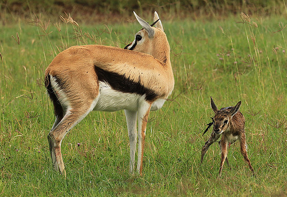 Thomson's gazelle - Ngorongoro
