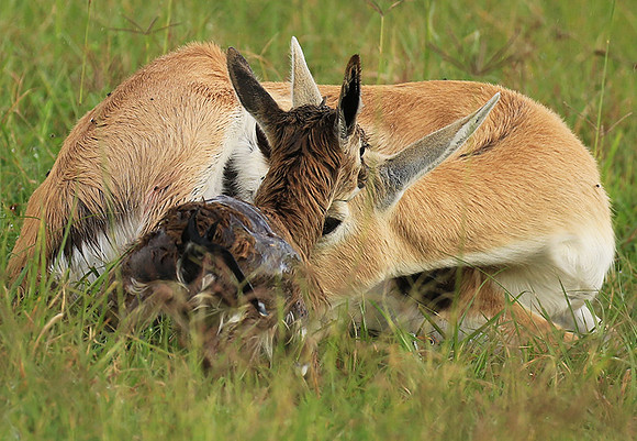 Thomson's gazelle - Ngorongoro