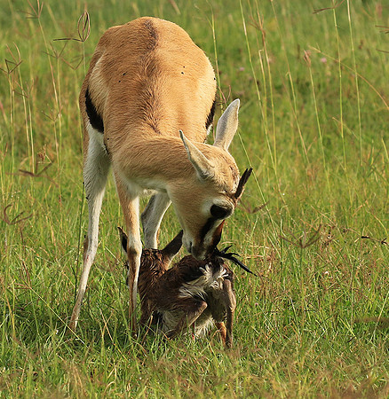 Thomson's gazelle - Ngorongoro