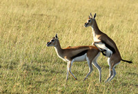 Thomson's gazelle - Serengeti - Grumeti