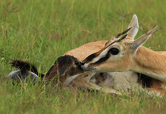 Thomson's gazelle - Ngorongoro