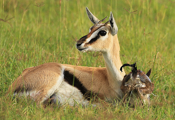 Thomson's gazelle - Ngorongoro