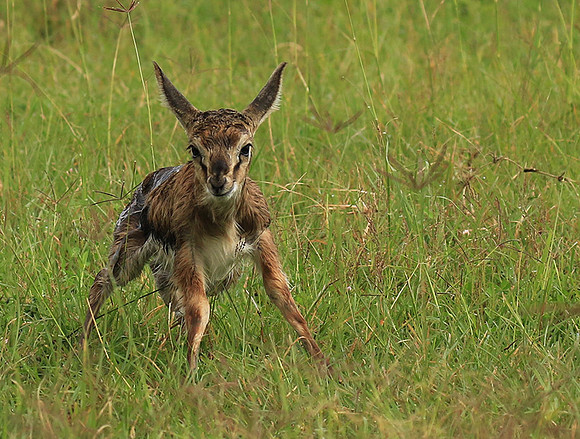 Thomson's gazelle - Ngorongoro