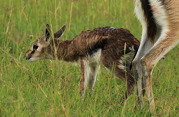 Thomson's gazelle - Ngorongoro