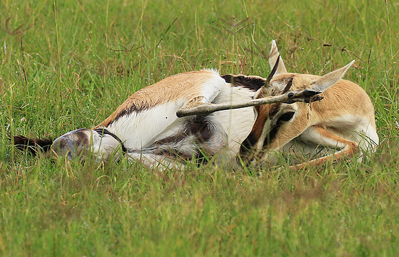 Thomson's gazelle - Ngorongoro