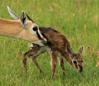 Thomson's gazelle - Ngorongoro