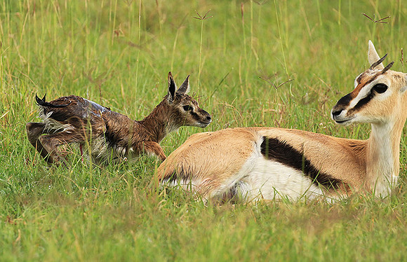 Thomson's gazelle - Ngorongoro
