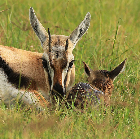Thomson's gazelle - Ngorongoro