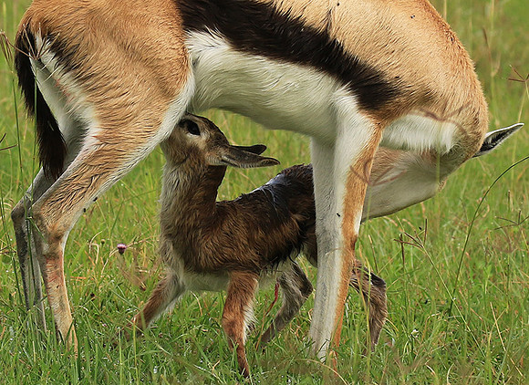 Thomson's gazelle - Ngorongoro