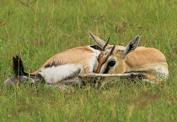 Thomson's gazelle - Ngorongoro