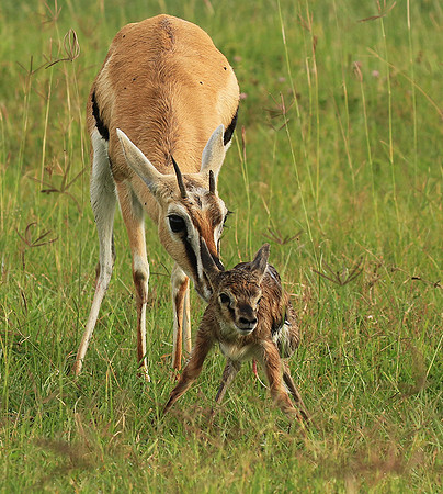Thomson's gazelle - Ngorongoro