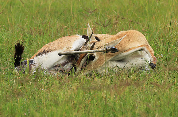 Thomson's gazelle - Ngorongoro
