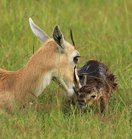Thomson's gazelle - Ngorongoro