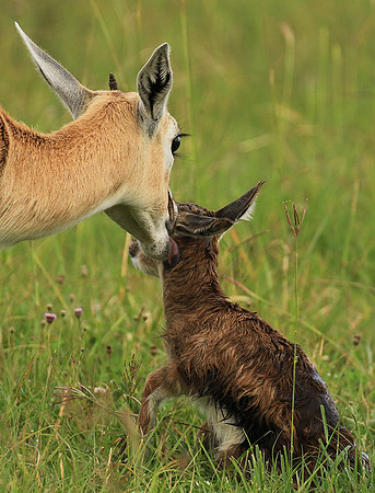 Thomson's gazelle - Ngorongoro