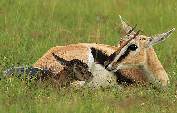 Thomson's gazelle - Ngorongoro