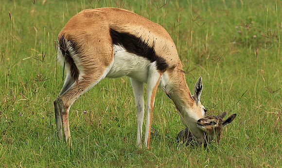 Thomson's gazelle - Ngorongoro
