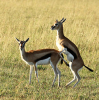 Thomson's gazelle - Serengeti - Grumeti
