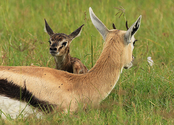 Thomson's gazelle - Ngorongoro