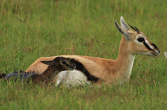 Thomson's gazelle - Ngorongoro
