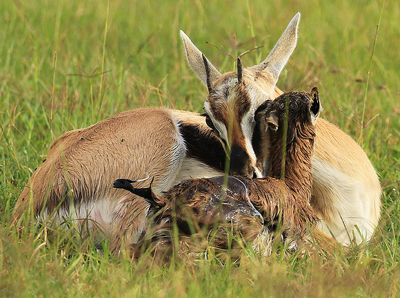 Thomson's gazelle - Ngorongoro